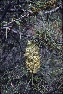 APII jpeg image of Hakea recurva  © contact APII