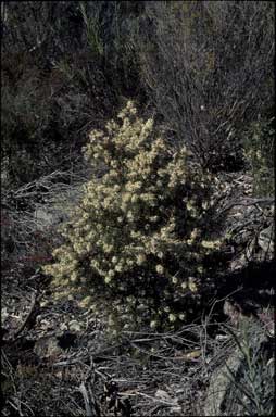 APII jpeg image of Hakea sericea  © contact APII