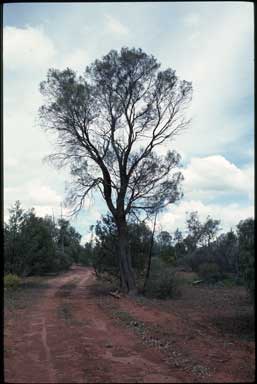 APII jpeg image of Hakea tephrosperma  © contact APII