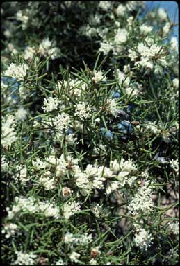 APII jpeg image of Hakea varia  © contact APII