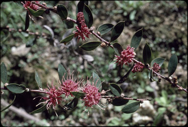 APII jpeg image of Hakea 'Burrendong Beauty'  © contact APII