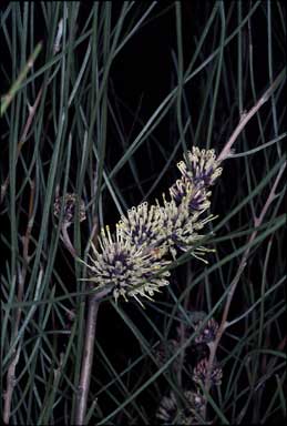 APII jpeg image of Hakea scoparia subsp. scoparia  © contact APII