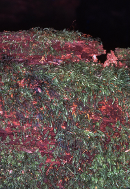 APII jpeg image of Rhizogonium spiniforme  © contact APII