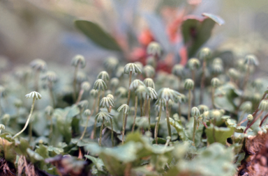 APII jpeg image of Marchantia polymorpha  © contact APII