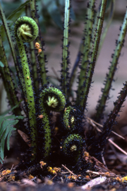 APII jpeg image of Blechnum cartilagineum  © contact APII