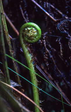 APII jpeg image of Blechnum minus  © contact APII