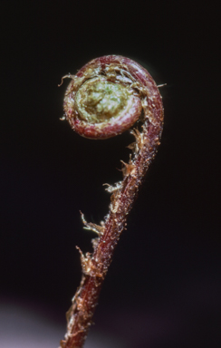 APII jpeg image of Blechnum sp. (King Island)  © contact APII