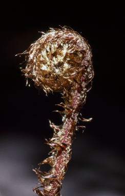 APII jpeg image of Blechnum wattsii  © contact APII
