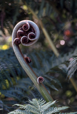 APII jpeg image of Cyathea cooperi  © contact APII