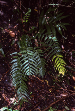 APII jpeg image of Asplenium falcatum  © contact APII