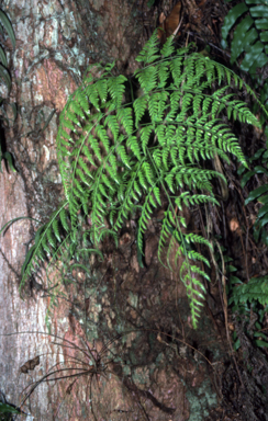 APII jpeg image of Davallia denticulata  © contact APII