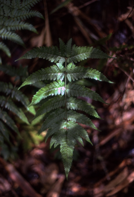 APII jpeg image of Dryopteris sparsa  © contact APII