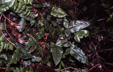APII jpeg image of Diplazium cordifolium  © contact APII