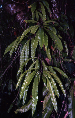 APII jpeg image of Oleandra neriiformis  © contact APII