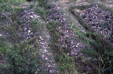 APII jpeg image of Nephrolepis hirsutula  © contact APII
