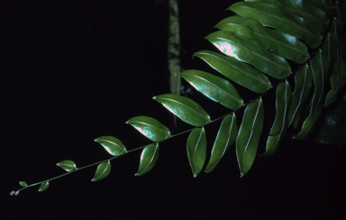 APII jpeg image of Goniophlebium percussum  © contact APII