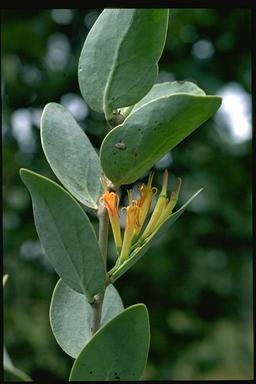 APII jpeg image of Dendrophthoe glabrescens  © contact APII