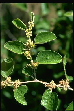 APII jpeg image of Ziziphus mauritiana  © contact APII