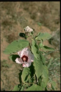 APII jpeg image of Gossypium australe  © contact APII