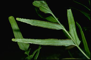 APII jpeg image of Lindsaea ensifolia subsp. ensifolia  © contact APII