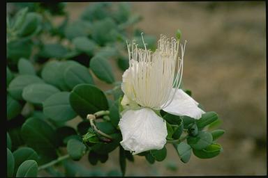 APII jpeg image of Capparis spinosa subsp. nummularia  © contact APII