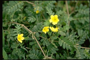 APII jpeg image of Tribulus cistoides  © contact APII