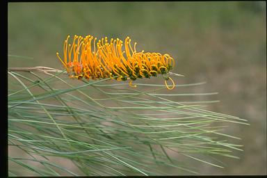 APII jpeg image of Grevillea pteridifolia  © contact APII