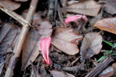 APII jpeg image of Etlingera australasica  © contact APII