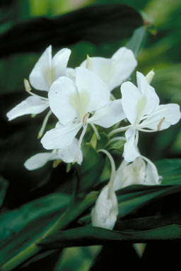 APII jpeg image of Hedychium coronarium  © contact APII