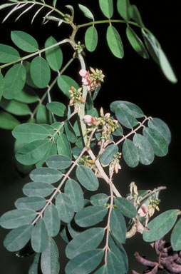 APII jpeg image of Indigofera suffruticosa  © contact APII