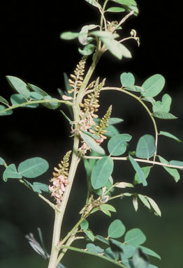 APII jpeg image of Indigofera suffruticosa  © contact APII