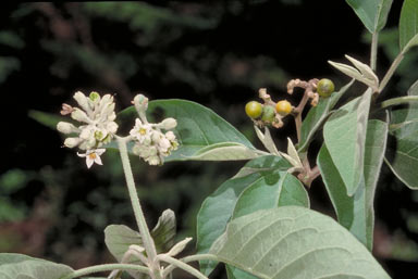 APII jpeg image of Solanum erianthum  © contact APII