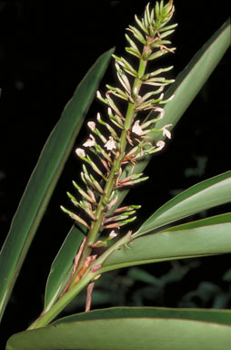 APII jpeg image of Alpinia caerulea  © contact APII