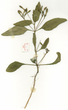 APII jpeg image of Pseuderanthemum variabile  © contact APII