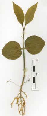 APII jpeg image of Austrobaileya scandens  © contact APII