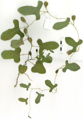 APII jpeg image of Aristolochia pubera var. aromatica  © contact APII