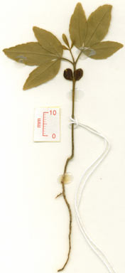 APII jpeg image of Zanthoxylum ovalifolium  © contact APII