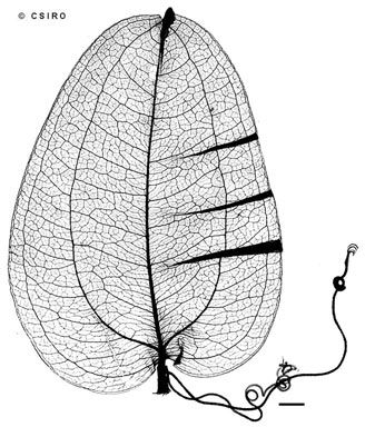 APII jpeg image of Smilax blumei  © contact APII