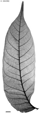 APII jpeg image of Dysoxylum gaudichaudianum  © contact APII