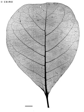 APII jpeg image of Terminalia arenicola  © contact APII