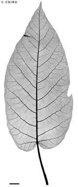 APII jpeg image of Ficus albipila  © contact APII