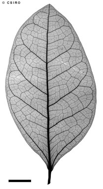 APII jpeg image of Ficus tinctoria  © contact APII