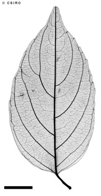 APII jpeg image of Rhamnella vitiensis  © contact APII