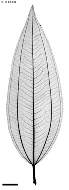 APII jpeg image of Melastoma malabathricum subsp. malabathricum  © contact APII