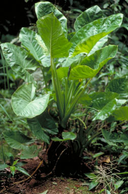 APII jpeg image of Alocasia brisbanensis  © contact APII