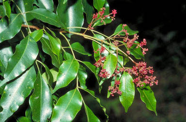 APII jpeg image of Flindersia pimenteliana  © contact APII