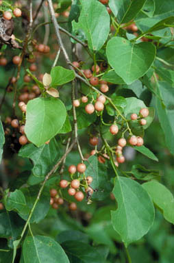 APII jpeg image of Cordia myxa  © contact APII