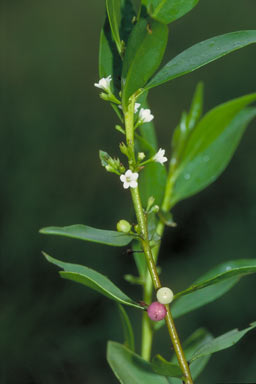 APII jpeg image of Myoporum montanum  © contact APII