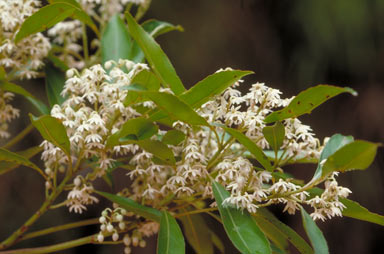 APII jpeg image of Elaeocarpus elliffii  © contact APII