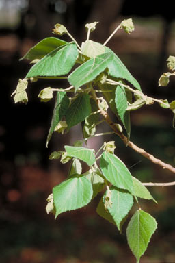 APII jpeg image of Macaranga involucrata var. mallotoides  © contact APII